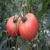 �C�`�S���A�Â��A�傫���A�b�߁A�y�����A�����A�g�}�g�A�Y��