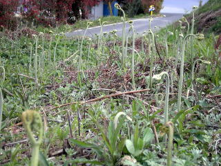 �C�`�S���A�Â��A�傫���A�b�߁A�y�����A�����A�g�}�g�A�Y��