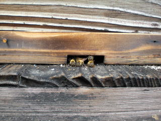 �C�`�S���@�Â��@�傫���@��