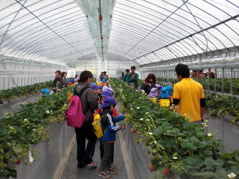 �C�`�S���@�Â��@�傫���@��