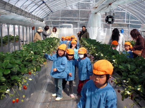 �C�`�S���@�Â��@�傫���@��