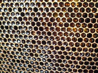 イチゴ狩り　甘い　大きい　岐阜