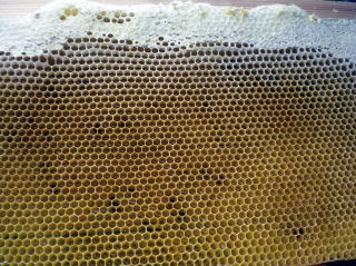 イチゴ狩り　甘い　大きい　岐阜