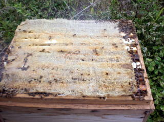 イチゴ狩り　甘い　大きい　岐阜