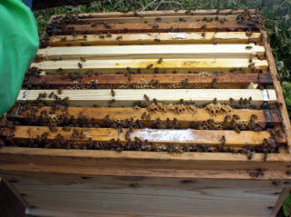 イチゴ狩り　甘い　大きい　岐阜