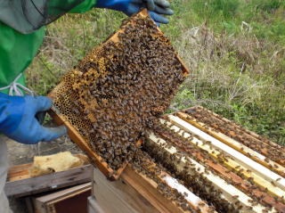 イチゴ狩り　甘い　大きい　岐阜