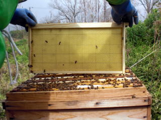 イチゴ狩り　甘い　大きい　岐阜