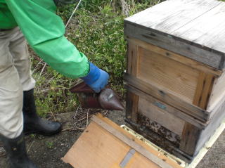 イチゴ狩り　甘い　大きい　岐阜