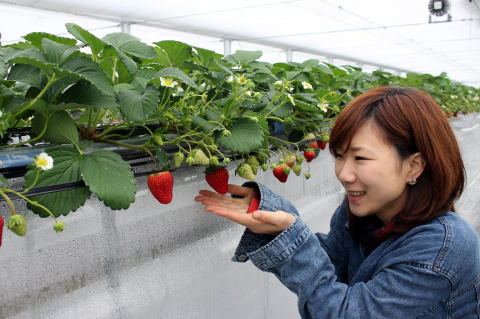 �C�`�S���@�Â��@�傫���@��