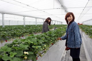 �C�`�S���@�Â��@�傫���@��