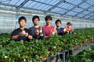 イチゴ狩り　ぎふ　甘い　イチゴ狩り　甘い　大きい　岐阜