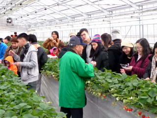 イチゴ狩り　ぎふ　イチゴ狩り　甘い　大きい　岐阜