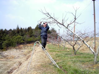 ���@�����@�����@�������@���̒������@���@�����@�����@�������@�e��@�b�߁@�������@�W�����@�C�`�S���A�Â��A�傫���A�b�߁A�y����