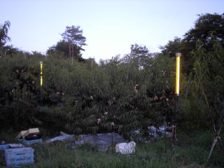 ���@�����@�����@�������@���̒������@���@�����@�����@�������@�e��@�b�߁@�������@�W�����@�C�`�S���A�Â��A�傫���A�b�߁A�y����