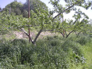 ���@�����@�����@�������@���̒������@���@�����@�����@�������@�e��@�b�߁@�������@�W�����@�C�`�S���A�Â��A�傫���A�b�߁A�y����