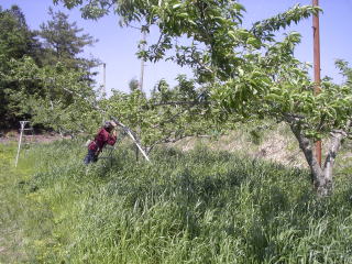 ���@�����@�����@�������@���̒������@���@�����@�����@�������@�e��@�b�߁@�������@�W�����@�C�`�S���A�Â��A�傫���A�b�߁A�y����