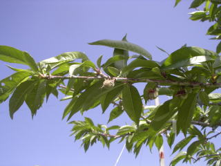 ���@�����@�����@�������@���̒������@���@�����@�����@�������@�e��@�b�߁@�������@�W�����@�C�`�S���A�Â��A�傫���A�b�߁A�y����