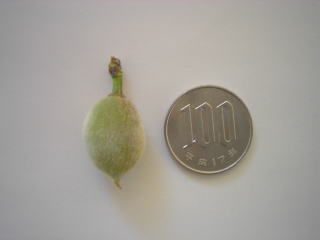 ���@�����@�����@�������@���̒������@���@�����@�����@�������@�e��@�b�߁@�������@�W�����@�C�`�S���A�Â��A�傫���A�b�߁A�y����