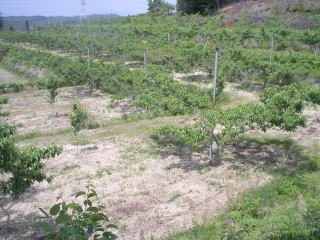 ���@�����@�����@�������@���̒������@���@�����@�����@�������@�e��@�b�߁@�������@�W�����@�C�`�S���A�Â��A�傫���A�b�߁A�y����