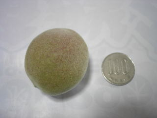 ���@�����@�����@�������@���̒������@���@�����@�����@�������@�e��@�b�߁@�������@�W�����@�C�`�S���A�Â��A�傫���A�b�߁A�y����