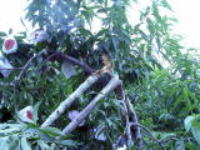 ���@�����@�����@�������@���̒������@���@�����@�����@�������@�e��@�b�߁@�������@�W�����@�C�`�S���A�Â��A�傫���A�b�߁A�y����