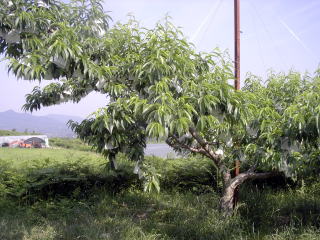 ���@�����@�����@�������@���̒������@���@�����@�����@�������@�e��@�b�߁@�������@�W�����@�C�`�S���A�Â��A�傫���A�b�߁A�y����