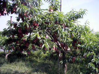 ���@�����@�����@�������@���̒������@���@�����@�����@�������@�e��@�b�߁@�������@�W�����@�C�`�S���A�Â��A�傫���A�b�߁A�y����