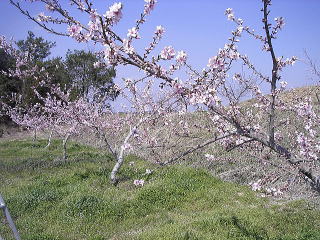 ���@�����@�����@�������@���̒������@���@�����@�����@�������@�e��@�b�߁@�������@�W�����@�C�`�S���A�Â��A�傫���A�b�߁A�y����