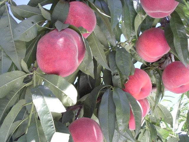 ���@�����@�����@�������@���̒������@���@�����@�����@�������@�e��@�b�߁@�������@�W�����@�C�`�S���A�Â��A�傫���A�b�߁A�y����