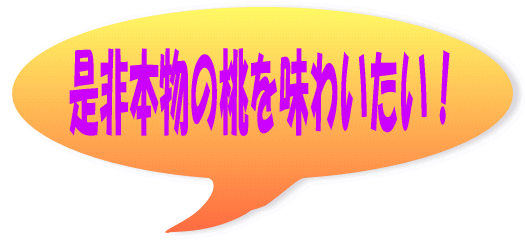 桃 もも 直売 お中元 桃の直売所 桃 もも 直売 お中元 馥郁 恵那 黄金桃 ジャム イチゴ狩り、甘い、大きい、恵那、楽しい