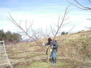 ���@�����@�����@�������@���̒������@���@�����@�����@�������@�e��@�b�߁@�������@�W�����@�C�`�S���A�Â��A�傫���A�b�߁A�y����