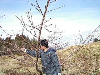 ���@�����@�����@�������@���̒������@���@�����@�����@�������@�e��@�b�߁@�������@�W�����@�C�`�S���A�Â��A�傫���A�b�߁A�y����