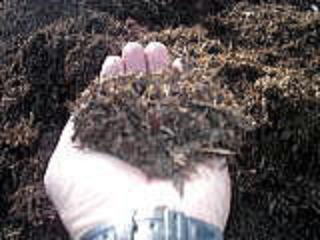 ���@�����@�����@�������@���̒������@���@�����@�����@�������@�e��@�b�߁@�������@�W�����@�C�`�S���A�Â��A�傫���A�b�߁A�y����