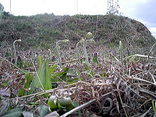 �C�`�S���A�Â��A�傫���A�b�߁A�y�����A�����A�g�}�g�A�Y��