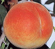 �C�C�`�S���A�Â��A�傫���A�b�߁A�y�����A�����A�g�}�g�A�Y��