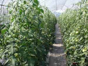 �g�}�g�W���[�X�@�C�`�S���A�Â��A�傫���A�b�߁A�y�����A�����A�g�}�g�A�Y��