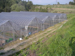 �g�}�g�W���[�X�@�C�`�S���A�Â��A�傫���A�b�߁A�y�����A�����A�g�}�g�A�Y��