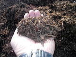 �g�}�g�W���[�X�@�C�`�S���A�Â��A�傫���A�b�߁A�y�����A�����A�g�}�g�A�Y��