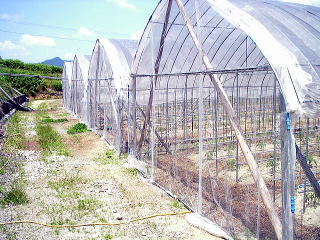 �g�}�g�n�E�X