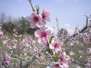 ���̉ԁ@�e��_���@�����r���@�R�؁@�C�`�S���